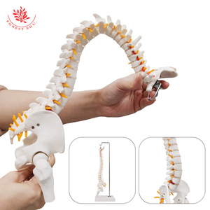 Modèle de colonne vertébrale humaine de taille moyenne, configuration osseuse médicale, bassin flexible, affichage des nerfs vertébraux, modèle de colonne vertébrale réduit à l'échelle 2:1 - Product Image 1