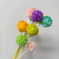 Fleur séchée en gros, Scabiosa naturelle préservée, Fleur décorative, Fruit de moulin à vent pour mariage, maison, bureau, fête