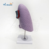Modello Anatomico del Polmone Destro e dei Bronchi in PVC, Mostra Strutture Interne Dettagliate per l'Insegnamento Medico