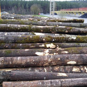 Bûches d'azobé africain de qualité export, bois dur, forte capacité de charge, expédition en vrac par conteneur - Product Image 2