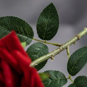 Rose artificielle en velours de qualité supérieure, toucher réel, tige unique, grande taille, pour centres de table de mariage, décoration de maison de luxe, vente en gros - Product Image 6