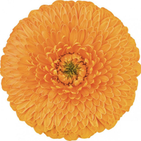 Yunnan grosir alas tanam bunga Gerbera James onii untuk dekorasi