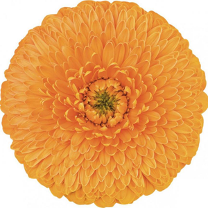 Base de plantación de flores de Yunnan, venta al por mayor, <span class=keywords><strong>Gerbera</strong></span> <span class=keywords><strong>Jamesonii</strong></span> para Decoración - Product Image 4