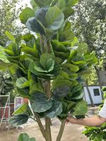 Marché en ligne chinois : Plantes et arbres artificiels réalistes, feuillage d'intérieur, arbre artificiel moderne pour la décoration de la maison et du jardin