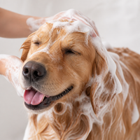 Shampooing et après-shampoing 2-en-1 pour animaux de compagnie avec prévention de la perte de poils pour chiens et chats - 300 ml Utilisation en salle de bain