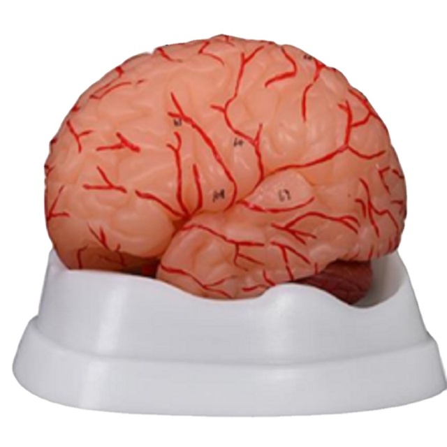 DARHMMY 9-Part Medical Science Anatomy Model Realistic Brain with Arteries Model