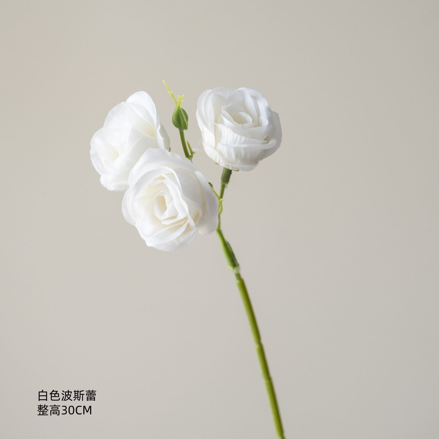 Lavande Persane Blanche