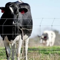 Clôture en treillis métallique pour bétail, fabricant OEM, treillis métallique galvanisé à nœuds fixes pour clôture de ferme caprine