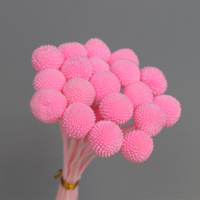 Groothandel fabrieksdirect middelgrote gedroogde bloemen gouden bol natuurlijke Billy Button Craspedia voor bruiloftdecoratie bulk stelen