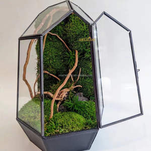 Kit per Terrari di Muschio Stabilizzato, Terrario per Piante Aeree, Terrario Geometrico in Vetro per Piante da Interno con Muschio Naturale - Product Image 5