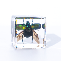 Presse-papiers en résine avec insectes et animaux préservés, pour études scientifiques, vente en gros, jouet éducatif pour enfants