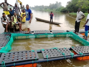 8M X 8M Nuôi Trồng Thủy Sản Vuông Nuôi Cá Lồng Nổi Cho Cá Rô Phi - Product Image 6