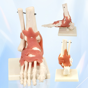 <span class=keywords><strong>Squelette</strong></span> de <span class=keywords><strong>pied</strong></span> <span class=keywords><strong>humain</strong></span> en PVC, modè<span class=keywords><strong>le</strong></span> médical, os - Product Image 1