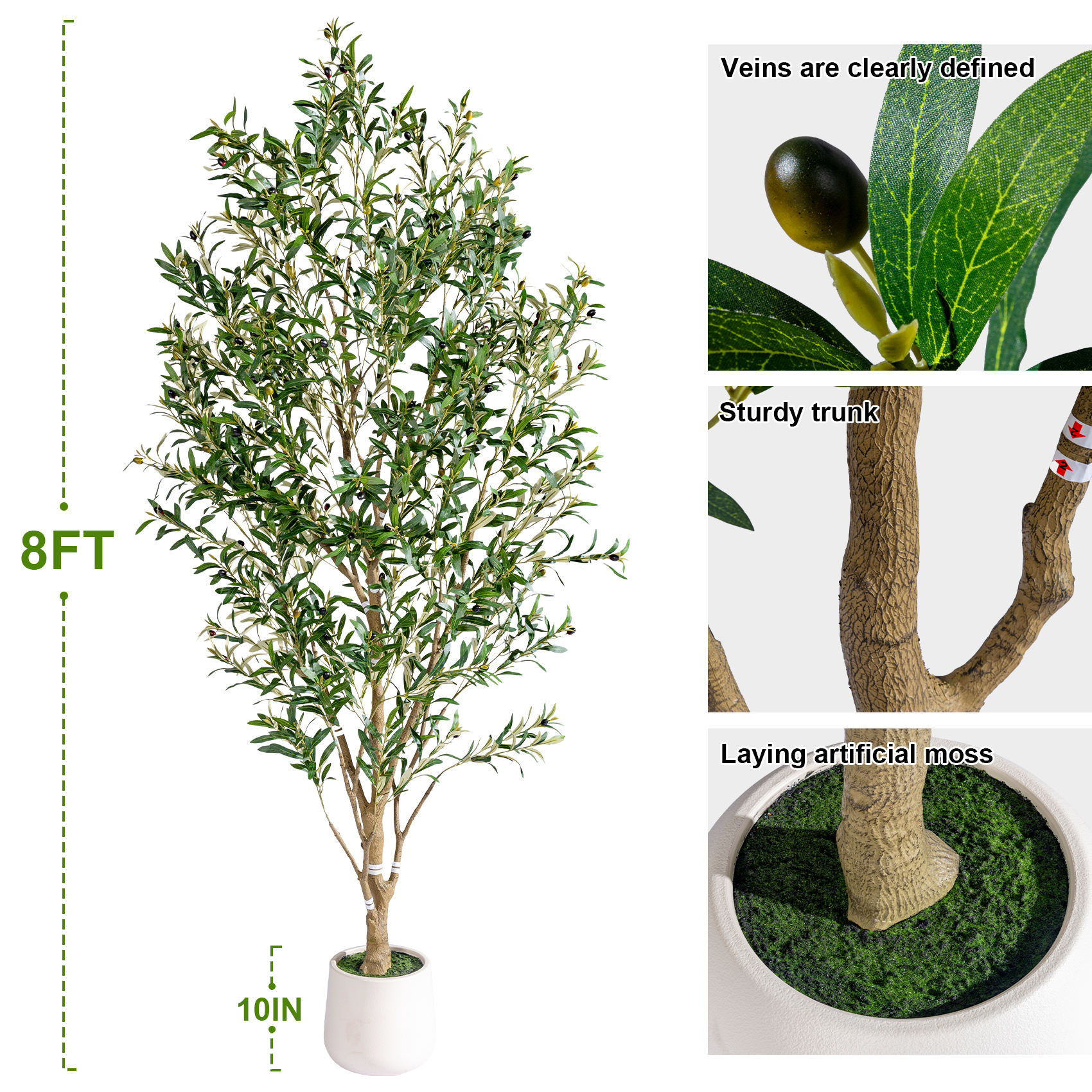 Olivier à racines tortueuses 2,4 m