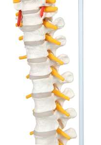 Modelo de Coluna Vertebral Flexível HSBM-104 - Modelo de Cordão Espinhal em Tamanho Real com Vértebras, Nervos, Artérias, Coluna Lombar e Pelve Masculina - Product Image 5