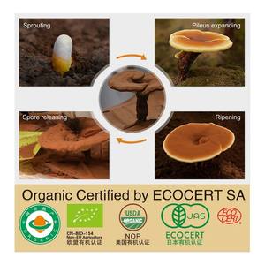 Ganoherb ganoderma אבקת אספקה אורגני לוסידום ganoderma לחלץ lingzhi שבור אבקה - Product Image 4