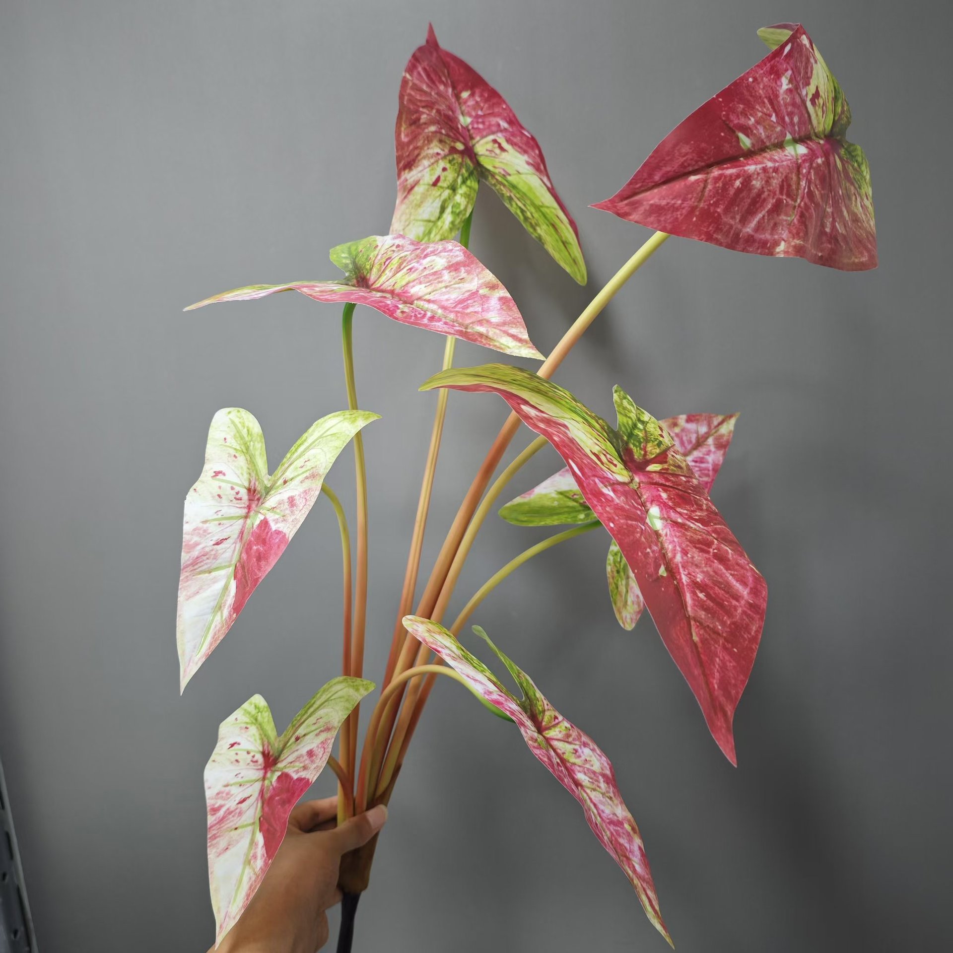 8 Hoja 85cm carcasa gran Hada roja