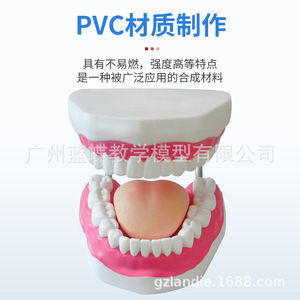 Modèle d'enseignement oral à l'agrandissement 6x, Matériaux dentaires, Consommables dentaires, Dentisterie, Prothèses dentaires, Modèle de dents - Product Image 2