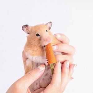 3 pièces Hamster carotte dentition fournitures herbe gâteau jouet tout naturel nutritif carotte lapin collations dorées - Product Image 2