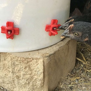 <span class=keywords><strong>Bebedero</strong></span> <span class=keywords><strong>de</strong></span> pollo montado en agua, <span class=keywords><strong>bebedero</strong></span> automático para aves <span class=keywords><strong>de</strong></span> corral, <span class=keywords><strong>bebedero</strong></span> <span class=keywords><strong>de</strong></span> codorniz - Product Image 4