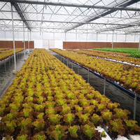 Système hydroponique de culture de légumes d'intérieur, serre verte pour la culture des tomates,