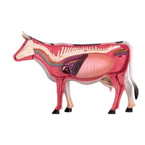 Modèle de dissection de vache transparente 4D Master avec 29 organes détachables pour équipement éducatif-<span class=keywords><strong>Apprentissage</strong></span> et <span class=keywords><strong>recherche</strong></span> - Product Image 2