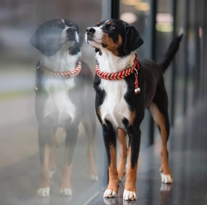 Collar de Perro Personalizable de Lujo Hecho a Mano con Hebilla de Metal Resistente, Longitud Ajustable, Trenzado Suave de Paracord y Cuero, Elegante - Product Image 3