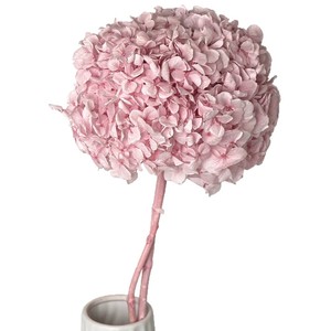 Fleur naturelle stabilisée Lijiang, <span class=keywords><strong>Hortensia</strong></span> à grandes feuilles, tige unique, pour décoration intérieure, ornement, bouquet, cadeau - Product Image 6