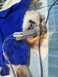 JM-603S di segni vitali multiparametrici per apparecchiature veterinarie per il monitoraggio di piccoli animali veterinari - Product Image 6