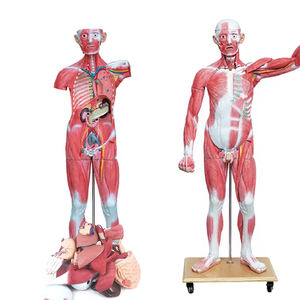 Modèle anatomique <span class=keywords><strong>musculaire</strong></span> du <span class=keywords><strong>corps</strong></span> entier, torse de 180 cm, 37 parties, organes internes, modèle de torse <span class=keywords><strong>musculaire</strong></span> de taille réelle, système médical - Product Image 2