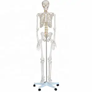 High Quality factory supply cheap price hot sale teaching anatomy Plastic Skeleton Human Anatomy Model