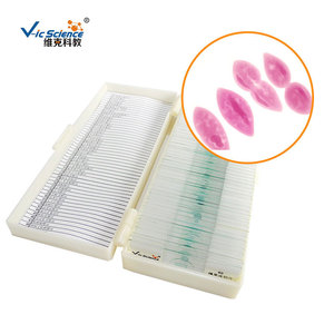 Factory direct shipment: Paramecium amitosis reproductive slides for university genetics teaching <b>microscopes</b>. - Product Image 2
