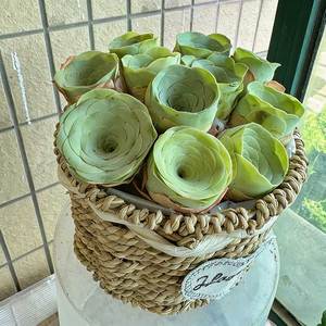 ต้นกุหลาบภูเขา ปลูกได้ทุกฤดู ง่ายต่อการปลูก ตกแต่งสวนดอกไม้ - Product Image 6