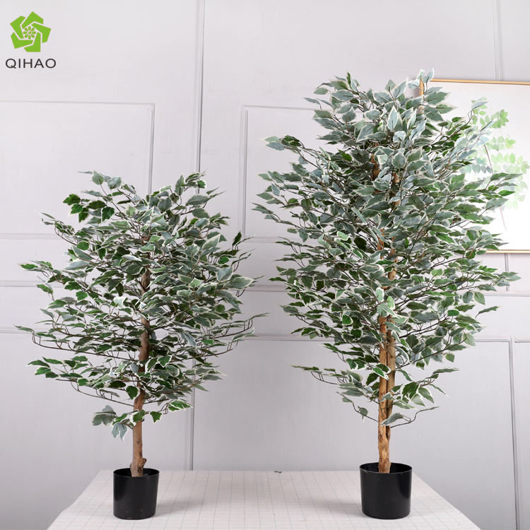 1.3 เมตร ต้นไทรสีเขียวพร้อมขอบสีขาว