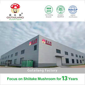 Pleurotus Ostreatus Jamur Tiram Kering, Kualitas Tinggi Buah Buah Kerang Jamur Pleurotus Ostreatus Jamur Shiitake - Product Image 6