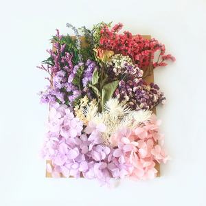 Venta al por mayor Diy Hortensia preservada Gypsophila flores secas en relieve bolsa de flores secas para la decoración del hogar/boda - Product Image 2