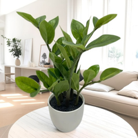 Arbre à argent Zamiifolia réaliste en gros, prix bas, plante artificielle en plastique pour la décoration de la maison