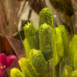 Pinceau Boho en forme de bouteille naturelle, motifs de fleurs séchées, pour un Arrangement Floral, tête de <span class=keywords><strong>plante</strong></span> préservée, Branches de Banksia Dipsacus - Product Image 4