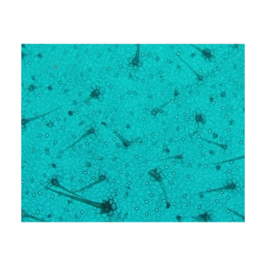 Lames de Microscope de comparaison Monocot et Dicot - Product Image 3