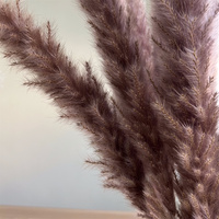 Bunga Kering RAW PICTURES, Buket Bunga, Rangkaian Bunga 20 pcs Rumput Pampas Coklat Alami Berkualitas Tinggi Harga Pabrik