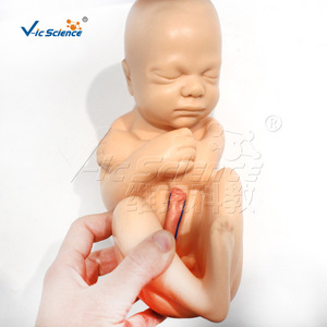 Modèle de grossesse avec fœtus à terme, modèle anatomique de grossesse féminine, modèle médical pelvien fœtal - Product Image 2