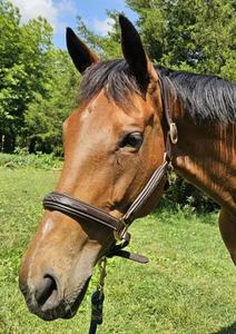 Licou de cheval anatomique de haute qualité Design en cuir anglais rembourré doux avec coutures fantaisie élégantes pour une conduite confortable - Product Image 5