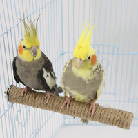 Bâton rond en bois et corde de chanvre pour oiseaux, pour le ponçage des griffes et la mastication des perroquets, accessoires de cage à oiseaux