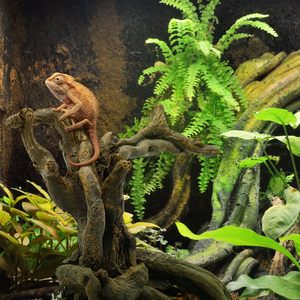 Giocattolo per Granchi Eremiti, Decorazioni per Acquario, Ornamento Ecologico in Resina, Nascondiglio per Pesci Betta, Grotte per Rettili, Lucertole e Sapo - Product Image 2