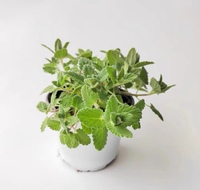 KAIYANGE vente en gros de cataire broyé NEPETA CATARIA LEAF TEA Nepeta cataria L. Fragments MAO BO HE Croissance de la tige de thé en feuilles naturelles