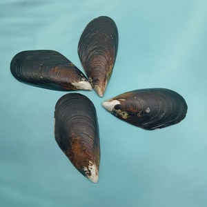 Almejas al por Mayor, Almejas Azules, Conchas Marinas, Almejas de Media Concha, Almejas de Primera Calidad para la Venta - Product Image 5
