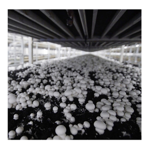 Invernadero de Estructura de Acero de Alta Calidad SINO con Sistema de Ventilación Automático, Película de PE de Doble Capa, Tamaño Personalizable - Product Image 4