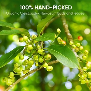 ชาสมุนไพรดิบเกรดพรีเมียม Cleistocalyx Nervosum 2 กรัม ผลิตจากเวียดนาม ช่วยป้องกันและบรรเทาอาการโรคเกาต์ ยี่ห้อ NMPT อายุการเก็บรักษา 2 ปี - Product Image 6
