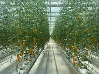 Serre en verre commerciale intelligente pour l'agriculture avec système hydroponique pour les légumes, projet clé en main