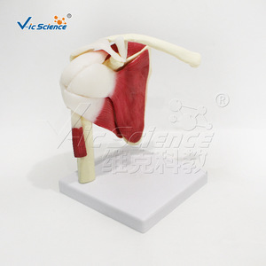 Modèle médical de l'articulation de l'épaule avec muscles et ligaments ; démonstration de l'atteinte de la coiffe des rotateurs ; enseignement et formation en réadaptation - Product Image 4
